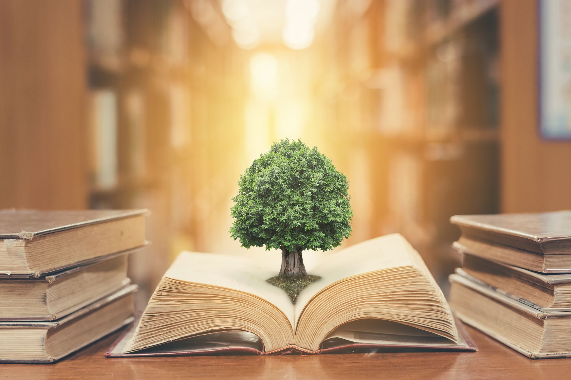 A tree is growing out of an open book.