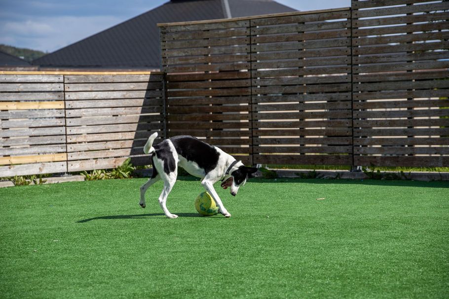 Black-and-white dog sniffing grass in a fenced backyard on a sunny day