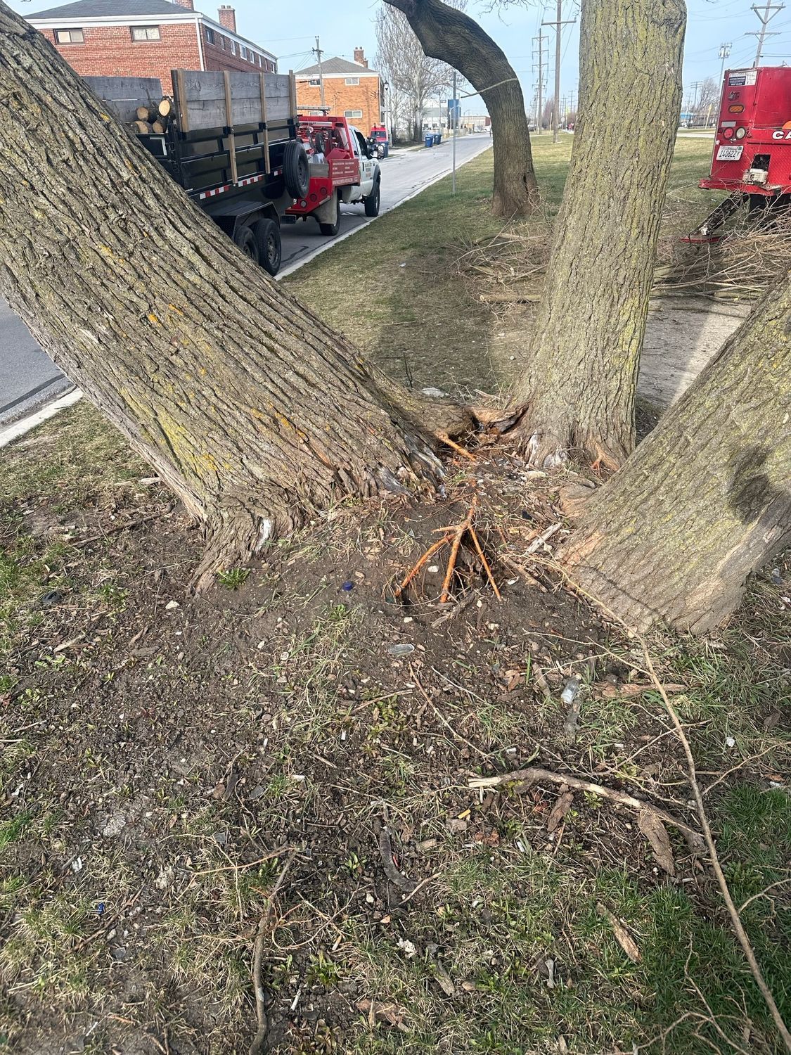 Tree Foundation Surface — Oakbrook Terrace, IL — Paul Bunyon & Sons Tree Services