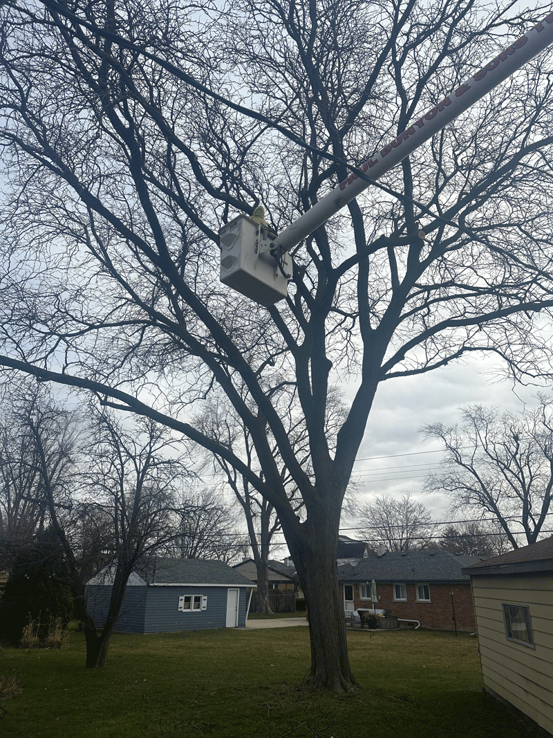 Trees  — Oakbrook Terrace, IL — Paul Bunyon & Sons Tree Services