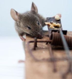 Ratón intentando alcanzar el cebo en una trampa de madera para ratones.