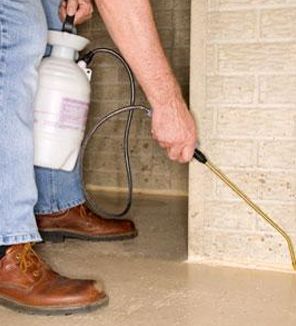 Persona rociando pesticida a lo largo de la pared de un sótano con un rociador de tanque blanco.