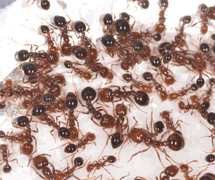 A bunch of ants are crawling on a white surface