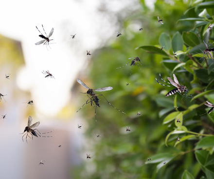 A bunch of mosquitoes are flying around a bush.