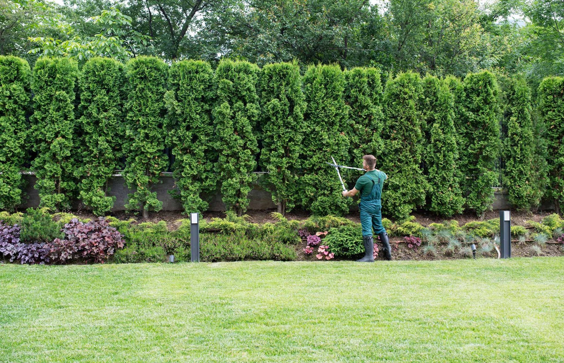 Full length professional gardener trimming hedge in beautiful garden.