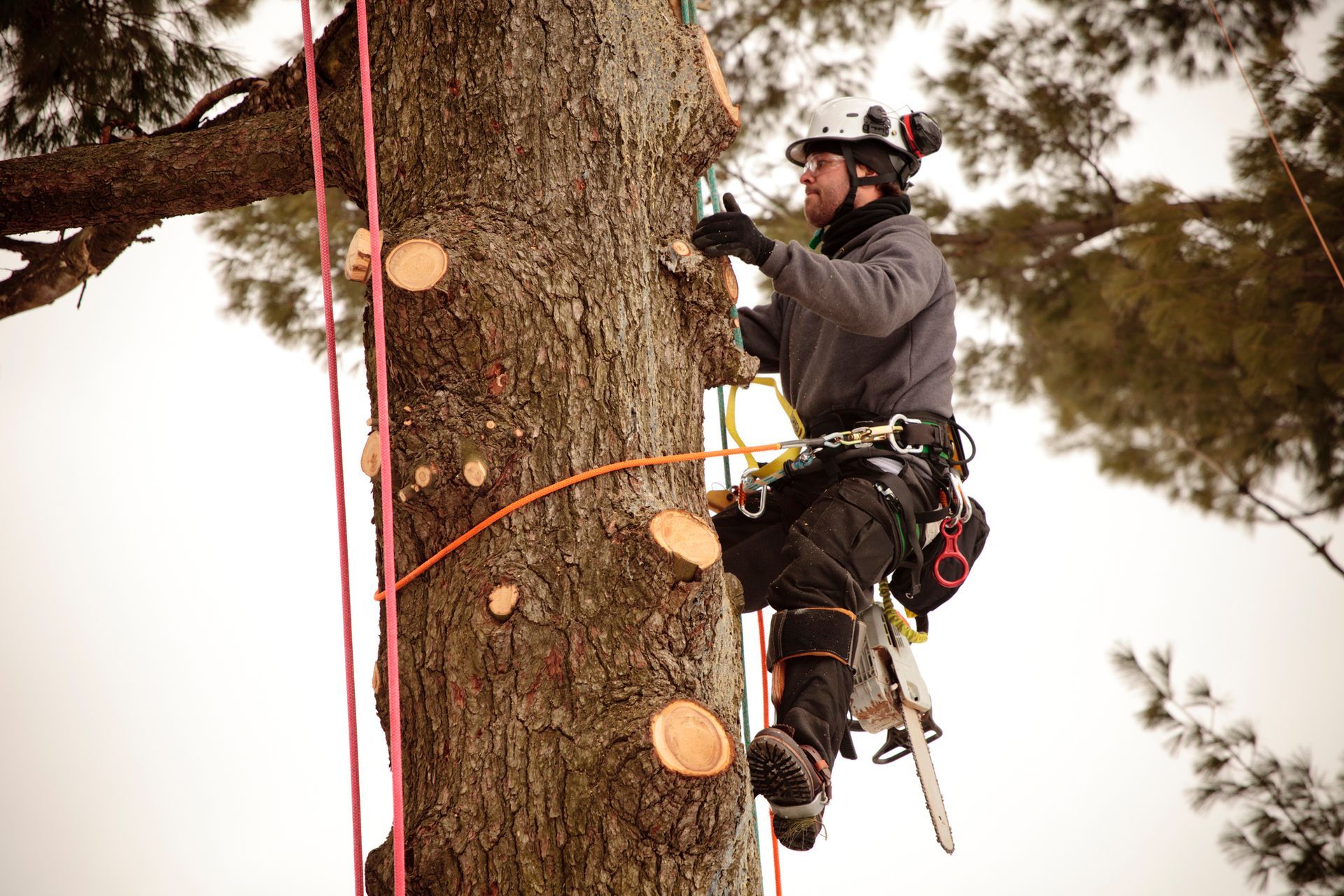An arborist climbs a tree with safety gear as he checks the branches to cut them.