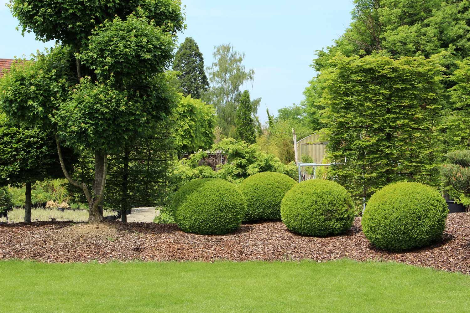Garden design with buxus balls, yew and stone balls.