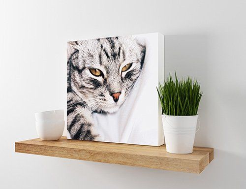 Canvas & Fine Art Products