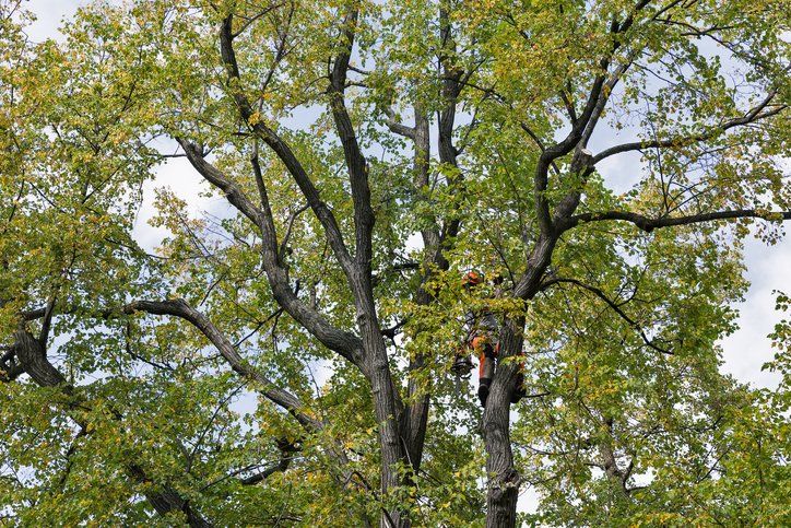 A tree receiving tree trimming services in Ocean County, NJ