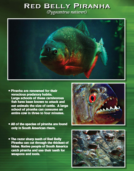 Red Belly Piranha informational graphic. Features fish photos, description of their predatory habits, and their teeth.