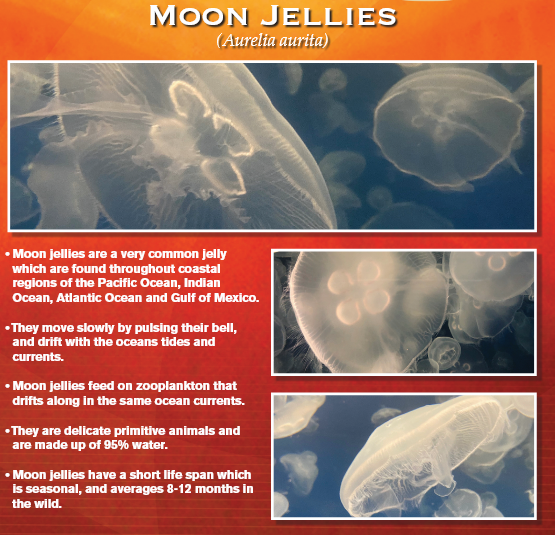 Information graphic about moon jellies, showing photos of jellyfish and facts about their habitat, movement, and diet.