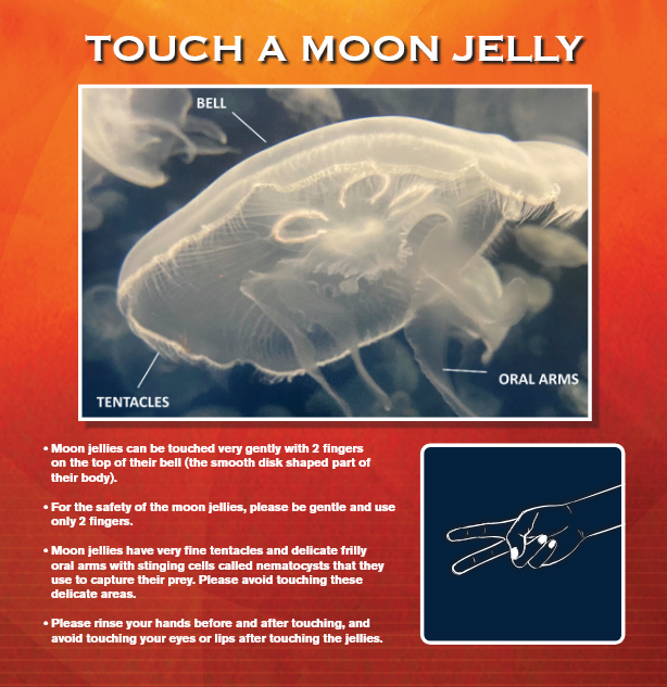 Sign explaining how to gently touch a moon jelly with two fingers. Text and diagram provided.
