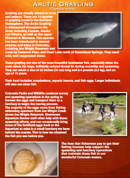 Informative poster about Arctic Grayling fish. Includes photos of the fish, habitat, and egg.