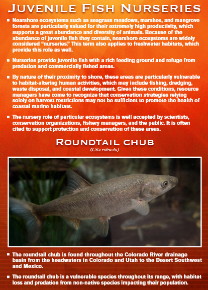 Poster about juvenile fish nurseries and roundtail chub. Includes a photo of the fish and information about them.