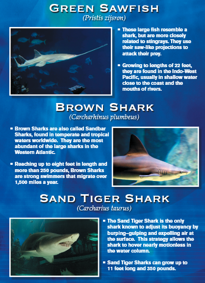 Informative poster about sharks: Green Sawfish, Brown Shark, and Sand Tiger Shark with photos and descriptions.