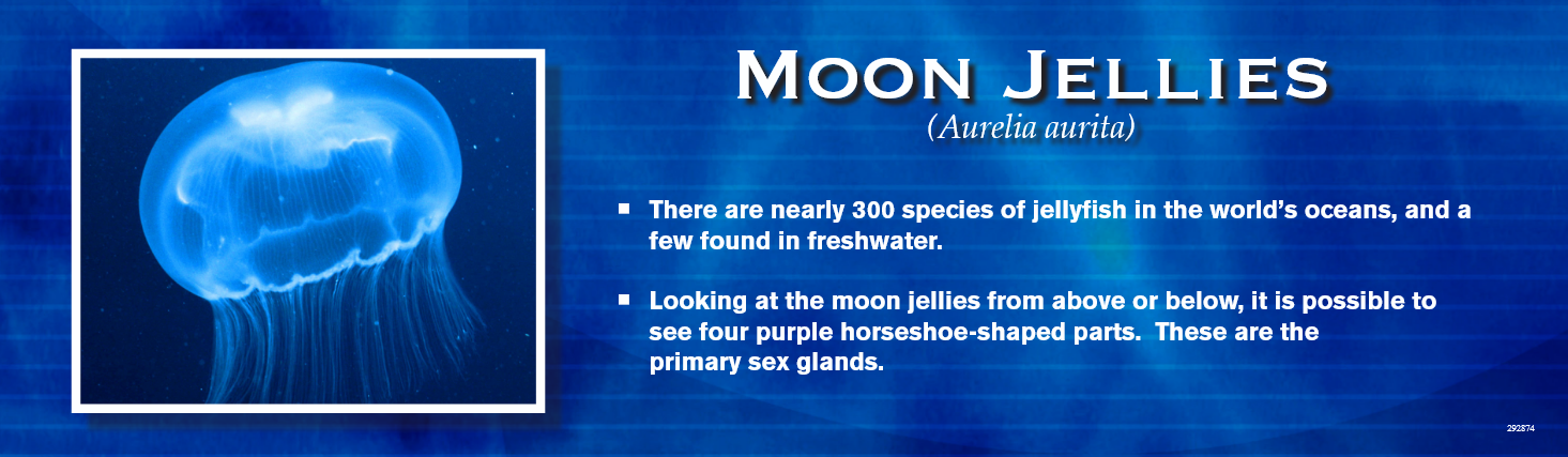 Moon jelly on a blue background, text about moon jellies.