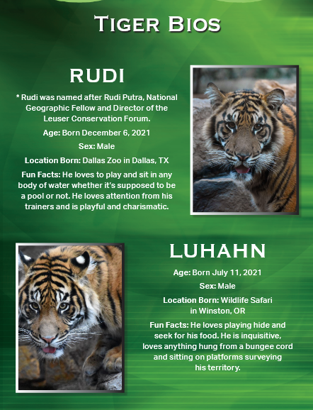 Tiger bios with photos of Rudi (born 2021, Dallas) and Luhahn (born 2021, Winston).