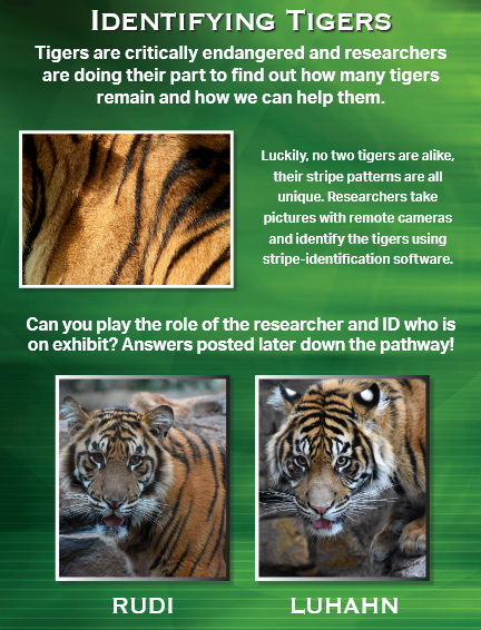 Poster about identifying tigers, showing tiger stripes, and comparing two tigers named Rudi and Luhahn.