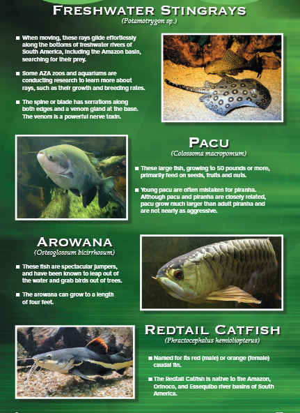 Text about freshwater stingrays and other fish, including Pacu, Arowana, and Redtail Catfish.