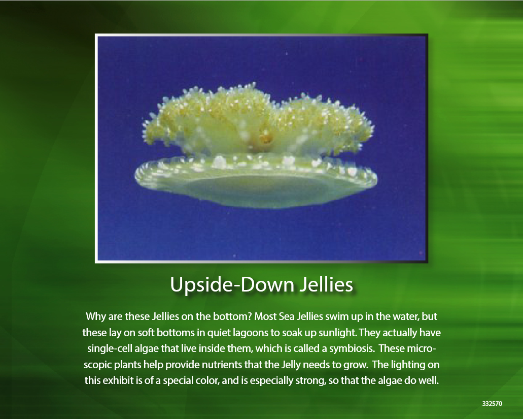 Upside down jellyfish swimming; blue water; white, yellow, and brown colors.