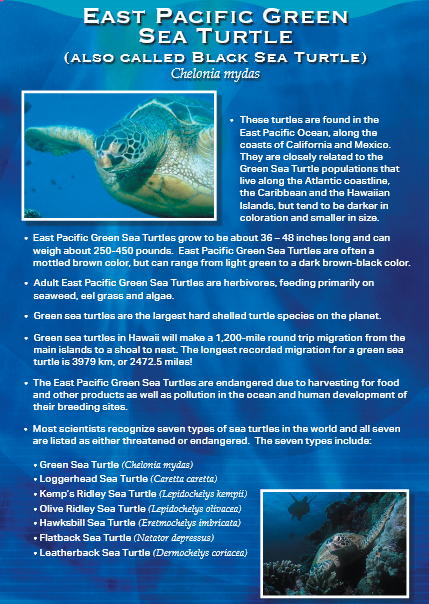Informational poster about East Pacific Green Sea Turtle, featuring a photo of the turtle and facts.
