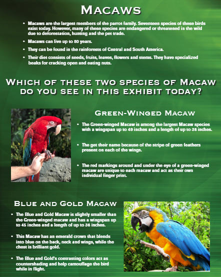 Informational exhibit about Macaws. Includes text, photos of Green-winged and Blue and Gold Macaws.