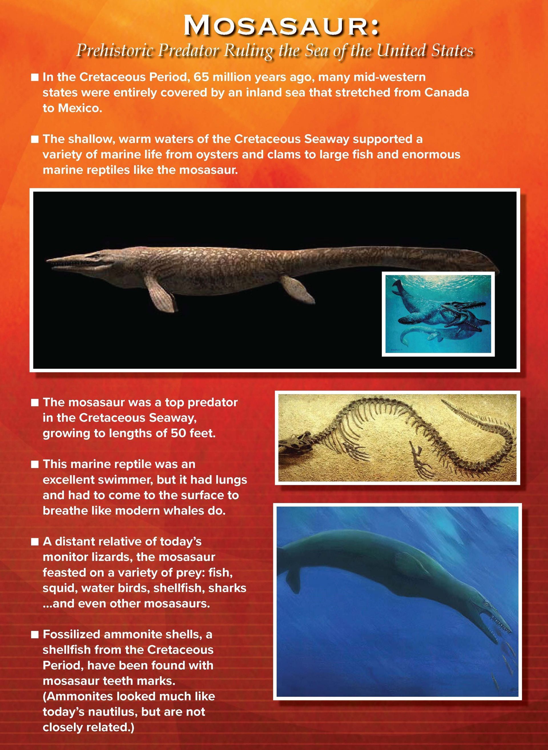 Poster about Mosasaur, a prehistoric marine reptile. Shows a drawing, fossil and artist's depiction of the reptile underwater.