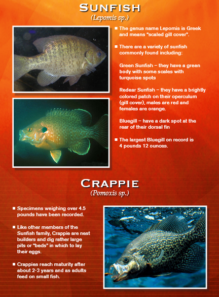 Sunfish and crappie identification chart with fish photos.