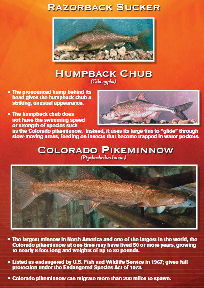 Three endangered fish: Razorback Sucker, Humpback Chub, and Colorado Pikeminnow with information on each.