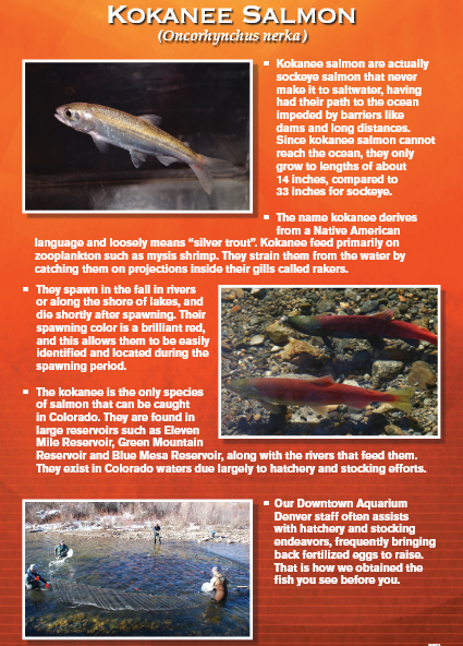 Information card about Kokanee Salmon, with photos of fish and spawning locations.