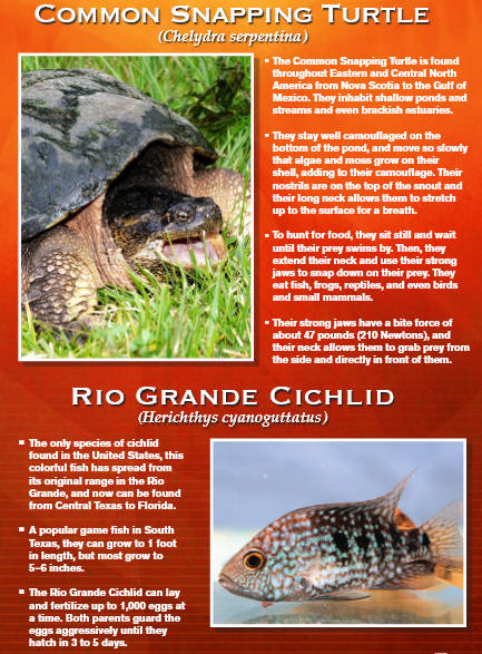 Informative poster with a Common Snapping Turtle and a Rio Grande Cichlid, with descriptions.