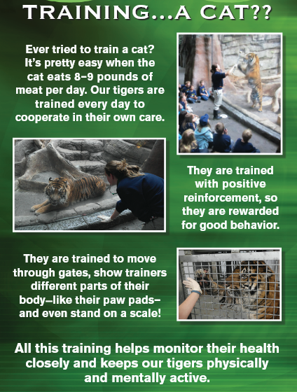 Poster about tiger training, showing trainers interacting with tigers in various ways; training and cooperation in their care.