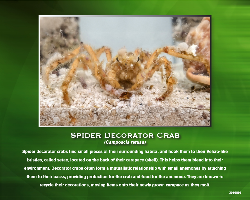Spider decorator crab on sand, camouflage evident; labeled as Camposcia retusa.