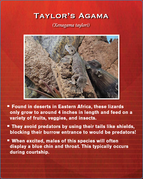 Informational card about Taylor's Agama lizard, showing a photo of the lizard on rocks and facts about its habitat and behavior.