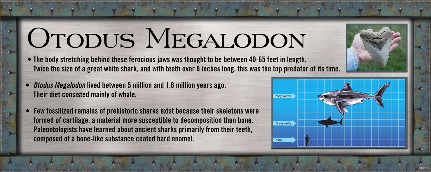 Sign about Otodus Megalodon with a hand holding a tooth. Includes a shark comparison graphic.