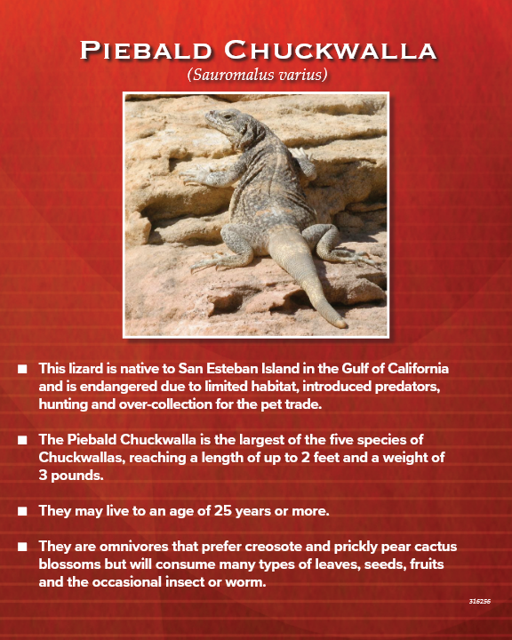 Piebald chuckwalla lizard on rocks; facts about the species in text, red background.