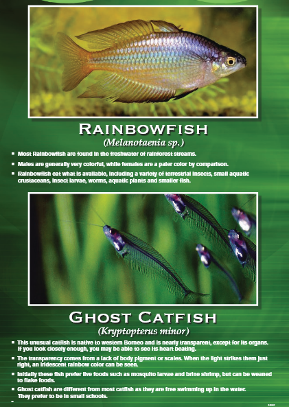 Two fish, Rainbowfish and Ghost Catfish, displayed on a green poster with text.