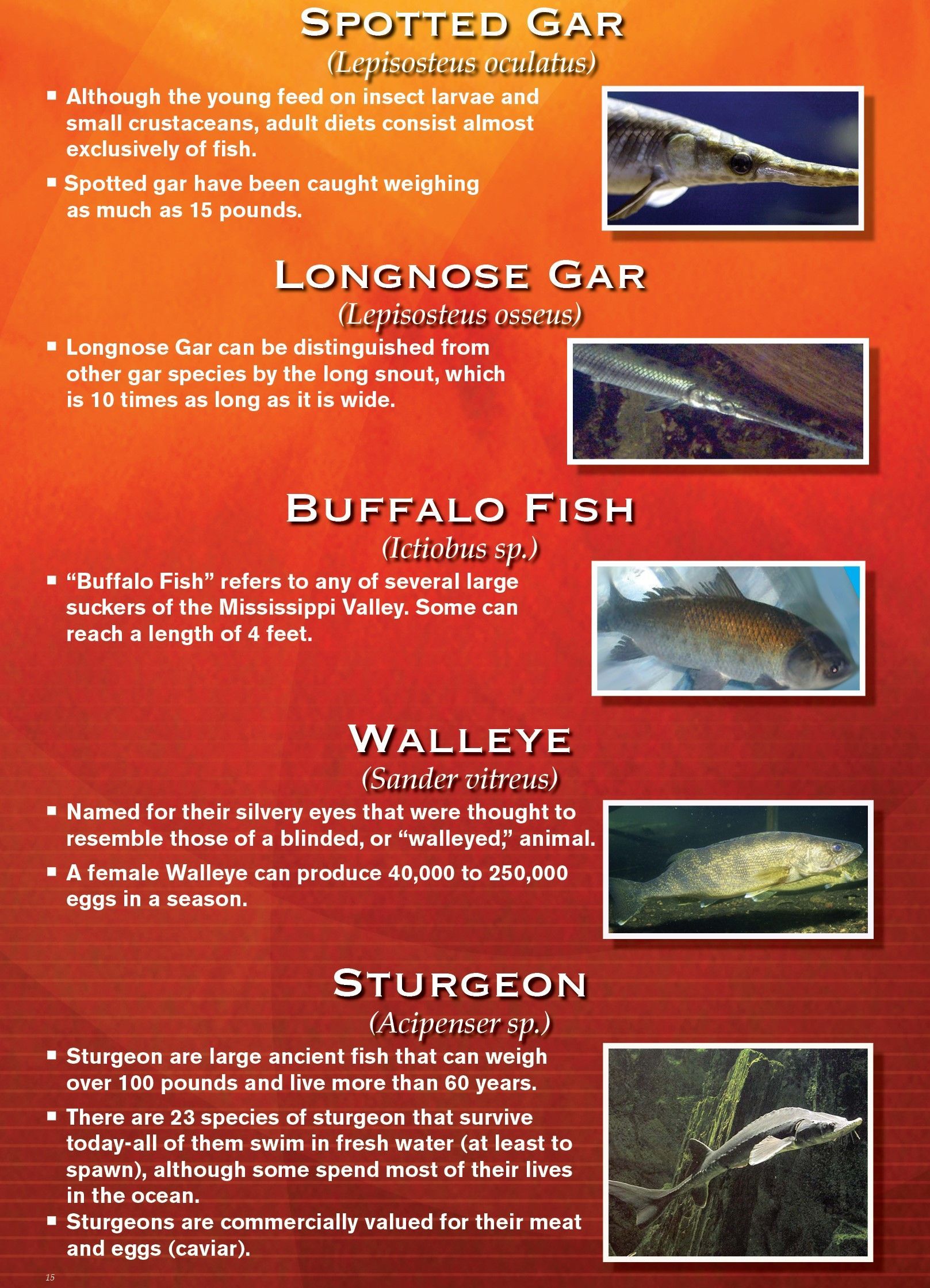 Poster with photos and descriptions of five different fish: Spotted Gar, Longnose Gar, Buffalo Fish, Walleye, and Sturgeon.