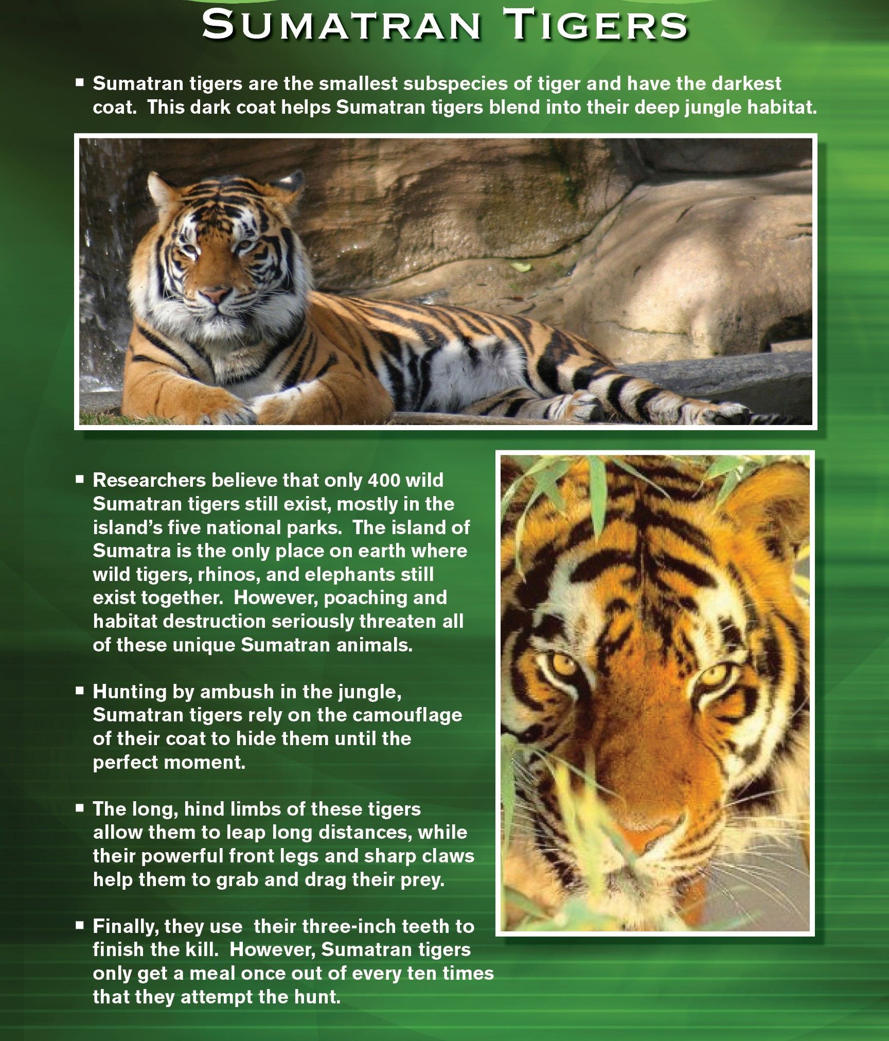 Sumatran tiger fact sheet: Photos of tigers, facts about their camouflage, and habitat in the jungle.