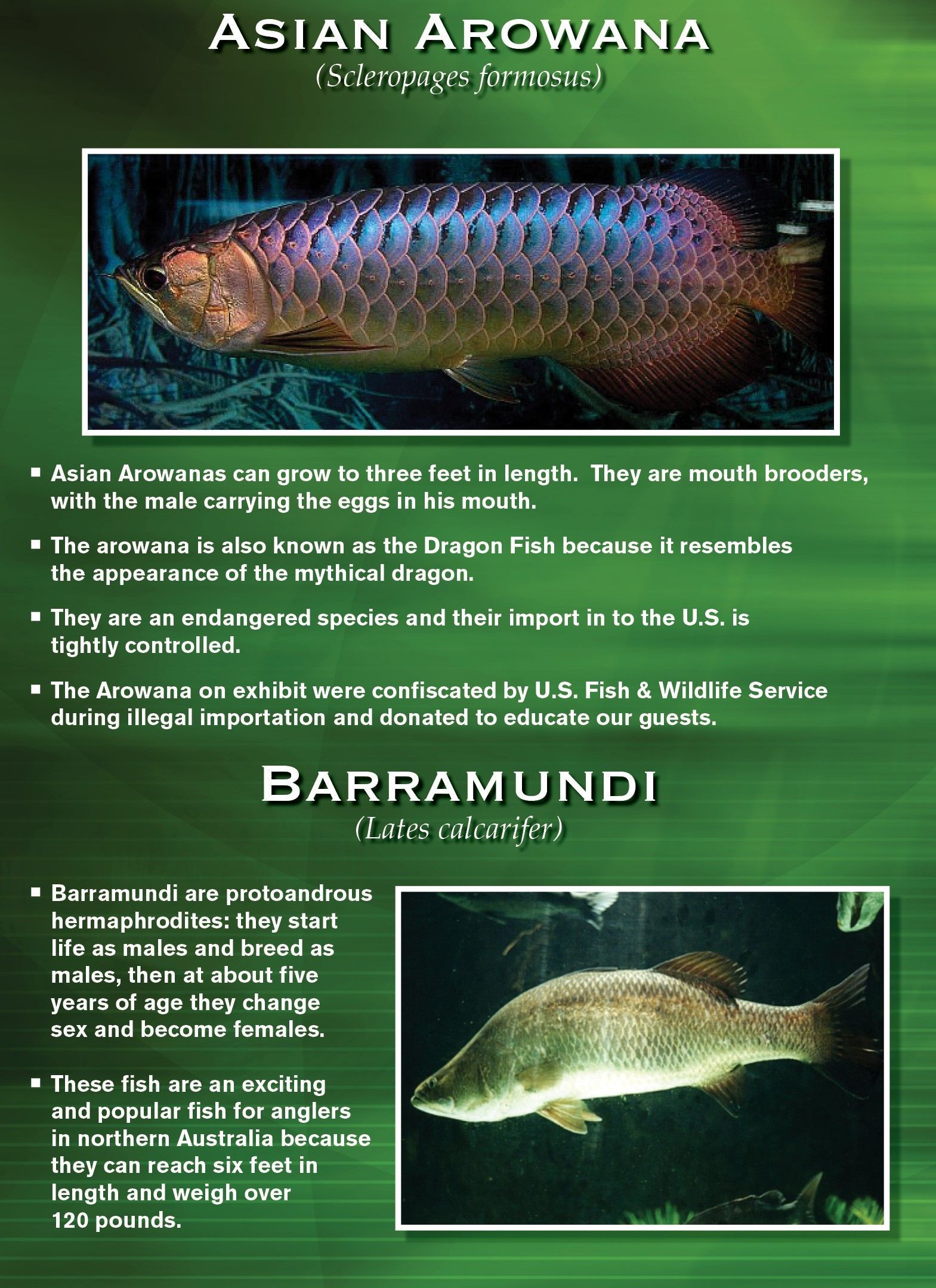 Asian Arowana and Barramundi fish fact sheet, with images of each fish species.