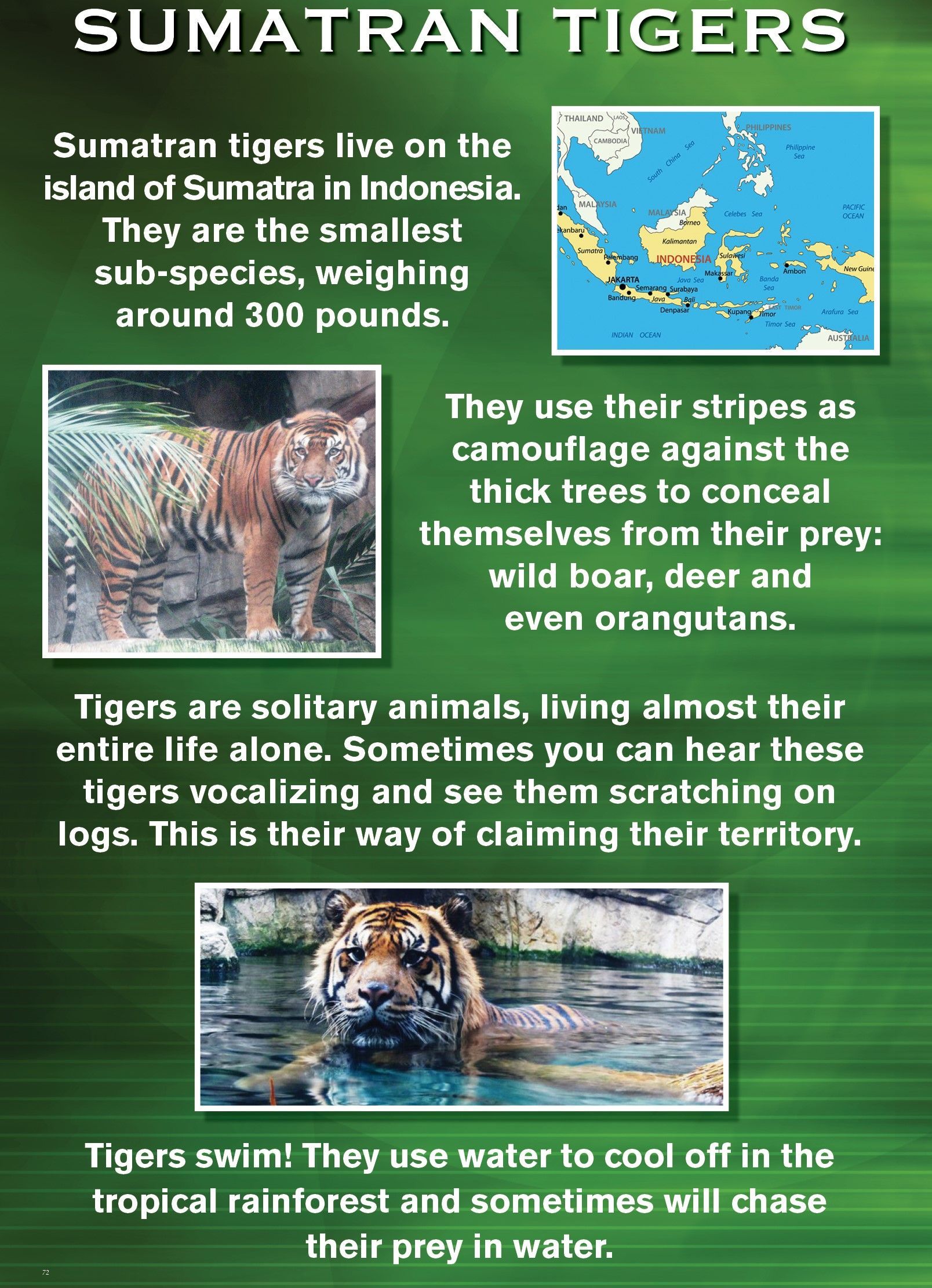Poster about Sumatran tigers: text, map, tiger photos. They live in Indonesia, weigh around 300 pounds. Uses stripes for camouflage and swims.