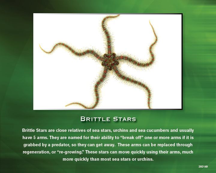 Brittle star with five arms, light brown with text:
