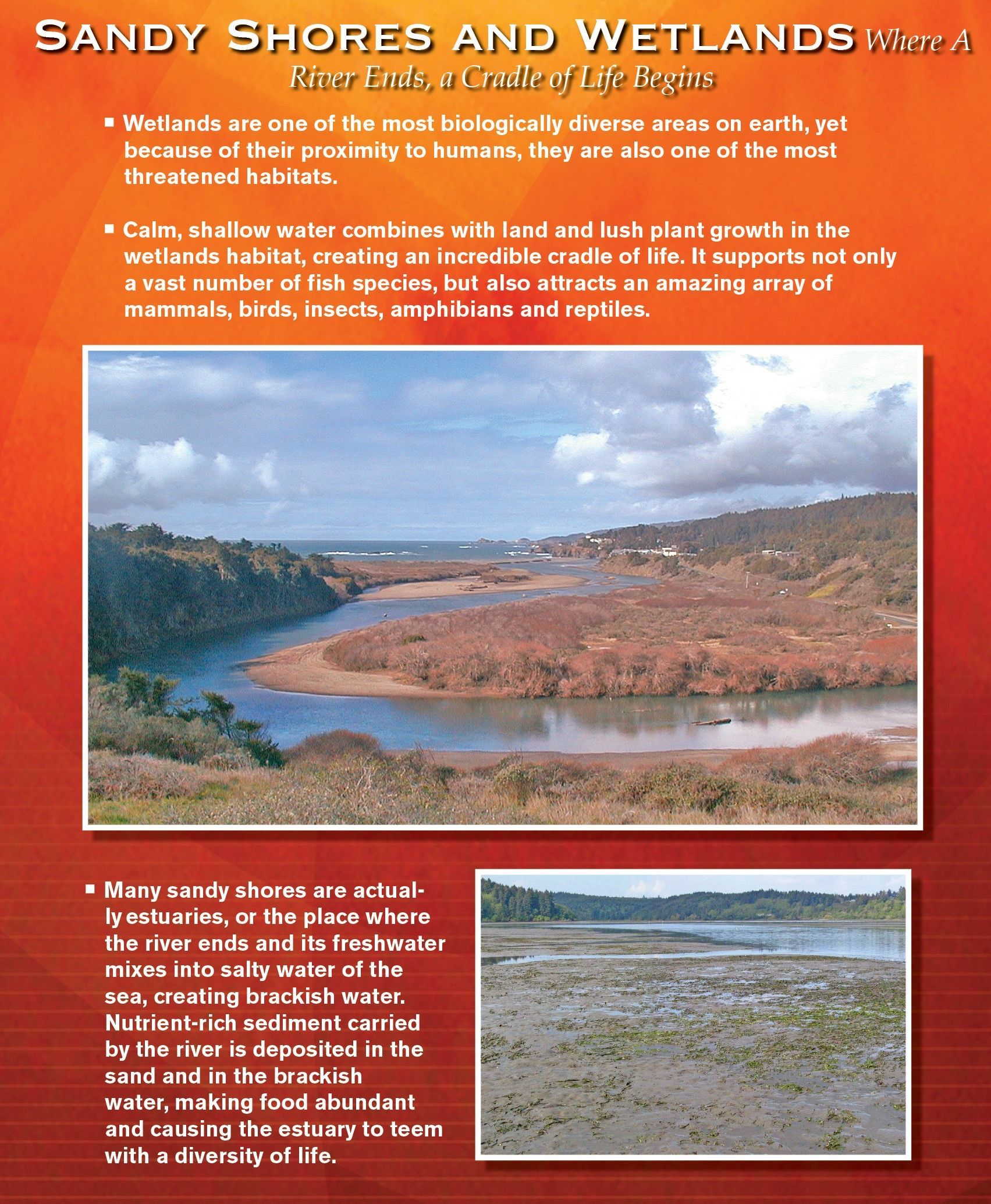 A poster about sandy shores and wetlands with photos of a coastal waterway and a mudflat.