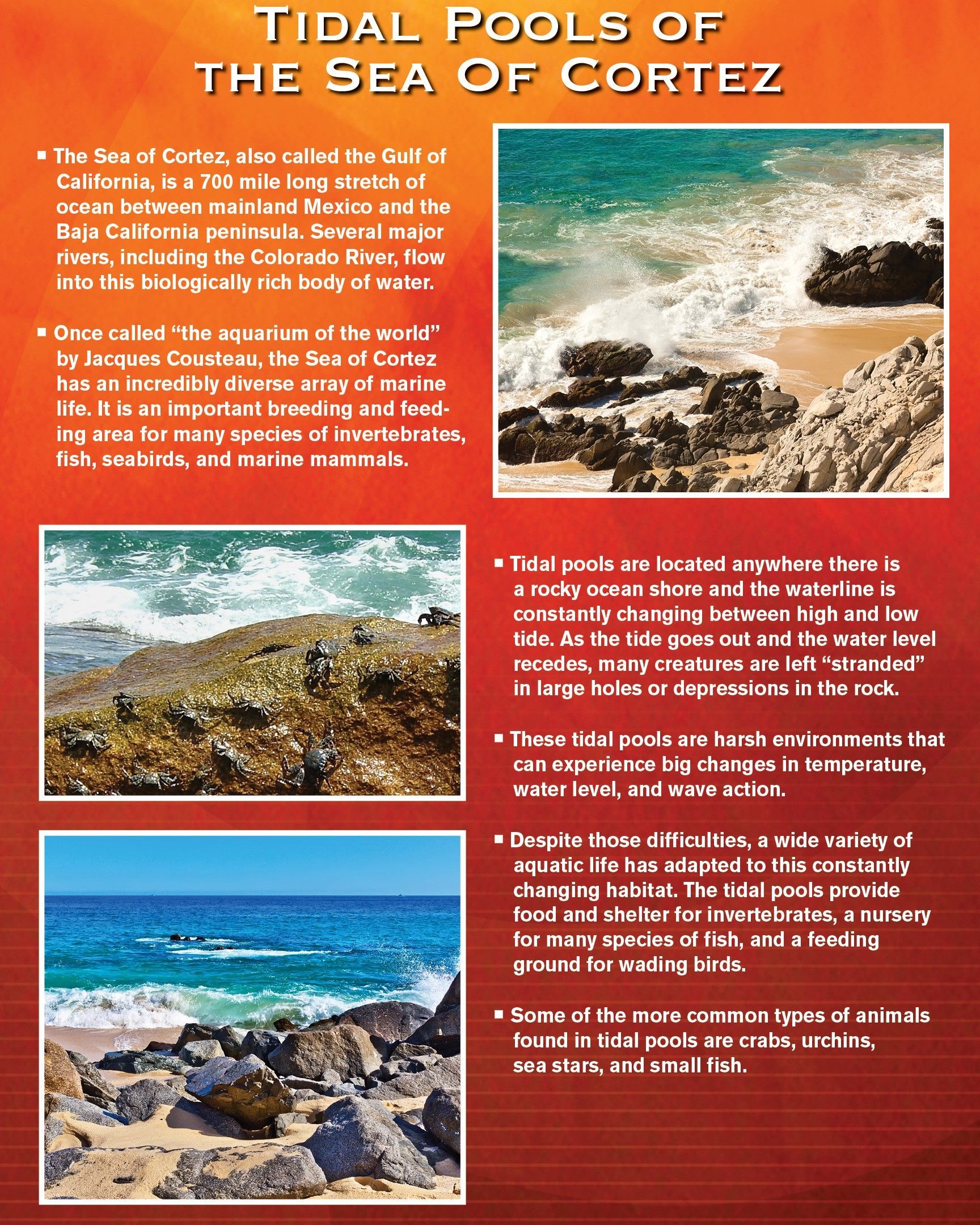 Poster: Tidal Pools of the Sea of Cortez. Four photos of rocky beaches and water, text descriptions in red.
