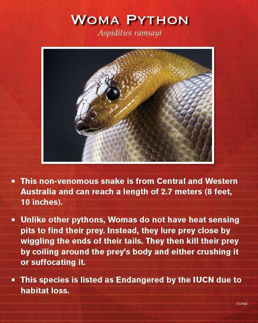 Woma python informational graphic. Shows a close-up of a snake's head with text describing its characteristics.