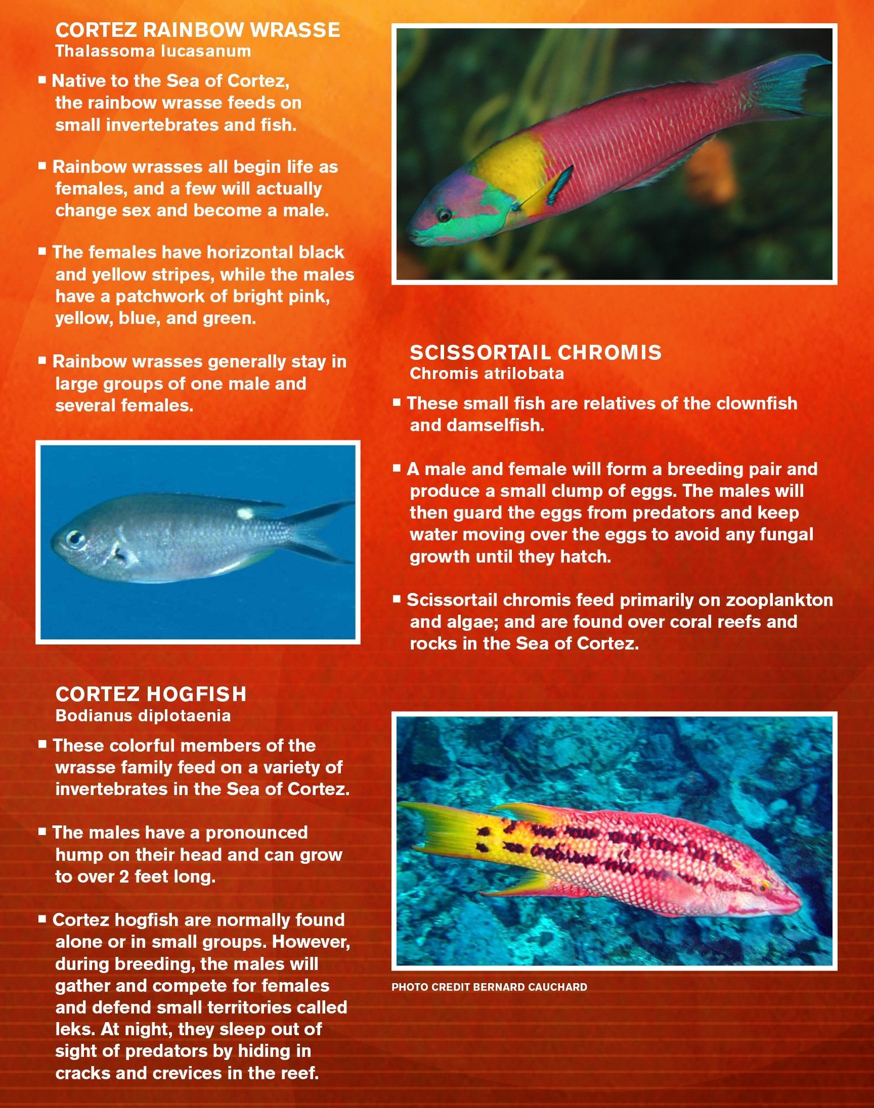 Brochure on marine life, featuring colorful fish like a Rainbow Wrasse, against an orange background.