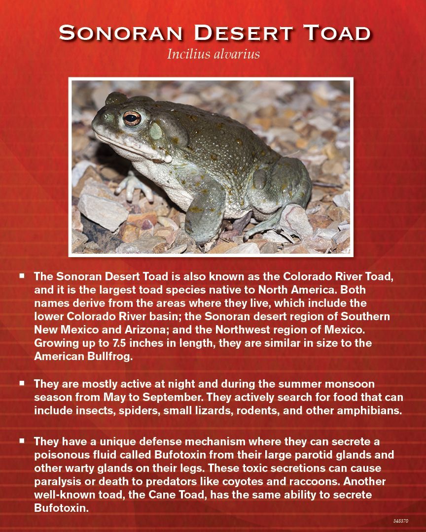 Sonoran Desert Toad information card; photo of a large toad, red text on a white background.