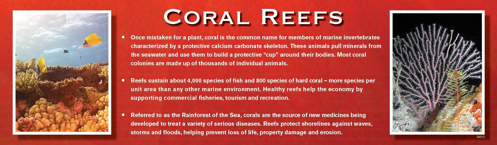 Coral reef graphic with photos of coral and fish. Text provides information on coral reefs.