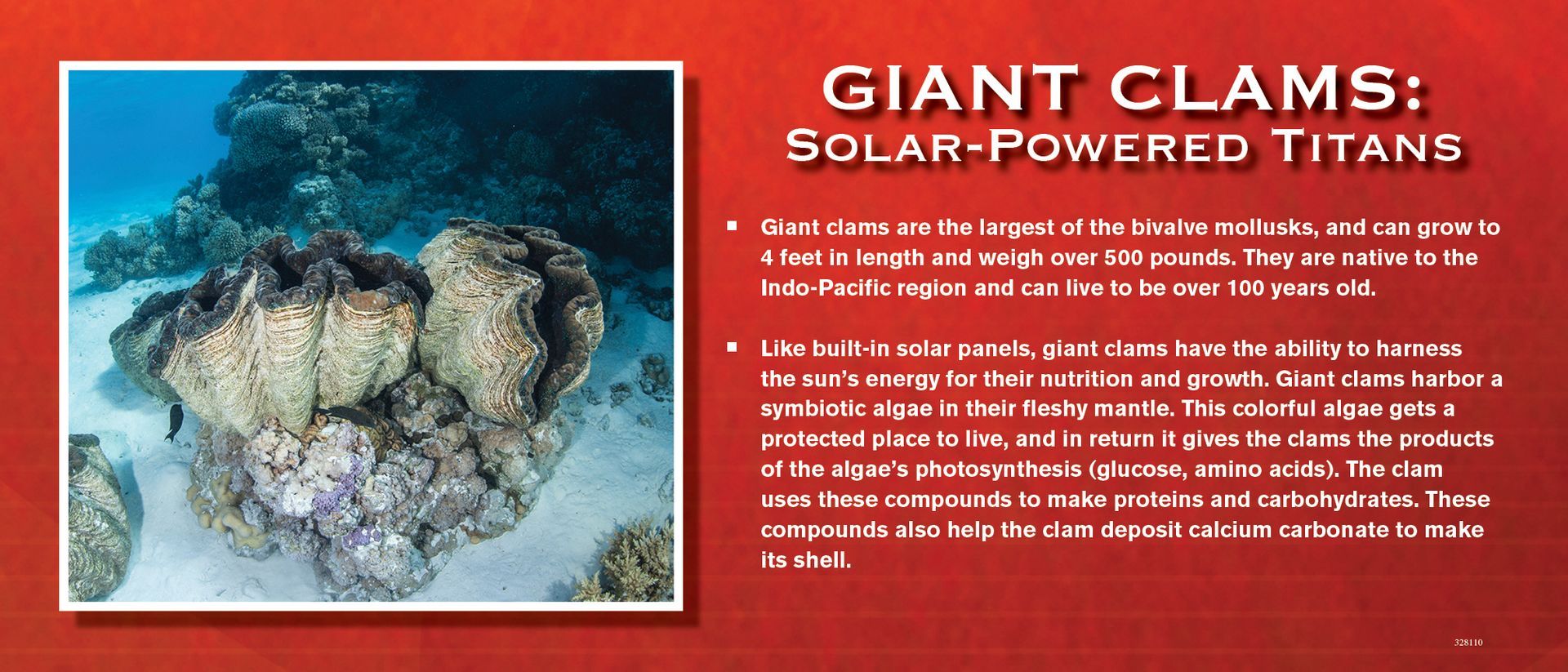 Giant clams underwater, text: