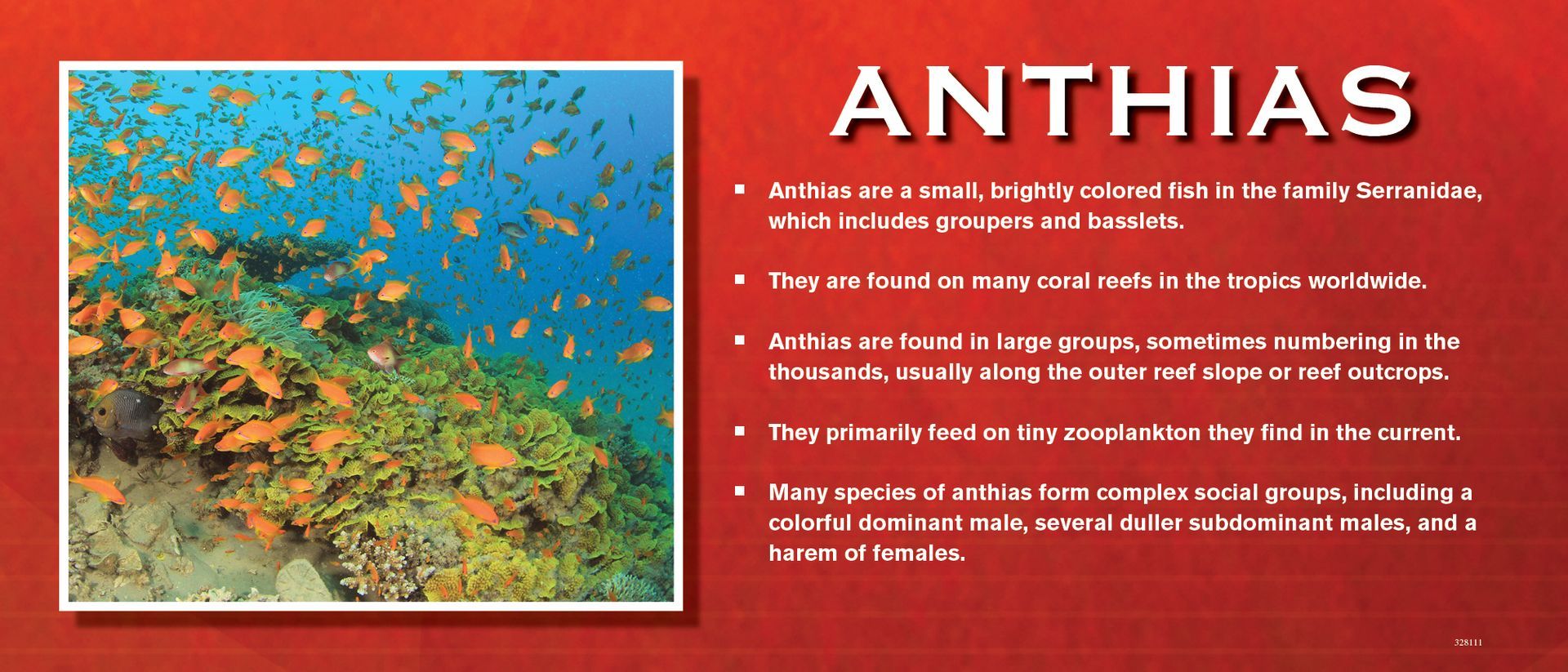 Anthias fish in a coral reef with orange and blue hues.
